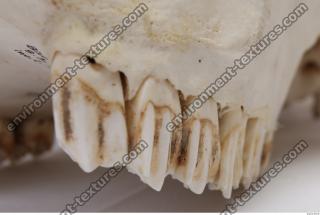 animal skull teeth 0006